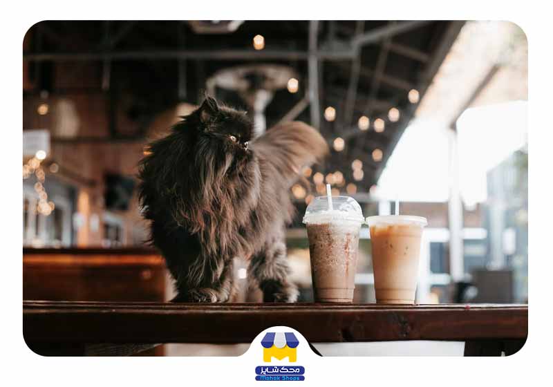 راه اندازی پت شاپ